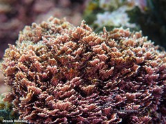 Corallina ferreyrae