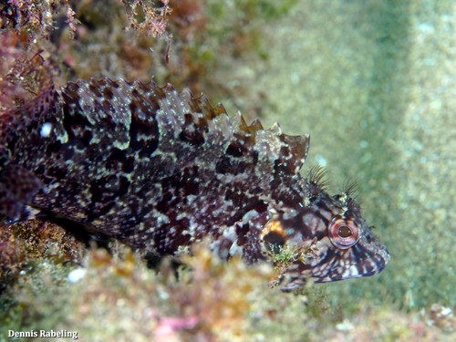Hairy Blenny