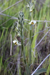 Gavilea longibracteata