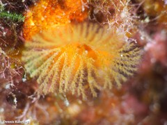 Bugulina
