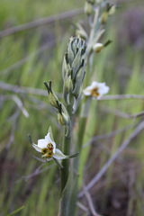Gavilea longibracteata