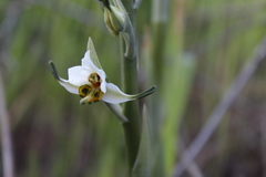Gavilea longibracteata