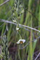 Gavilea longibracteata