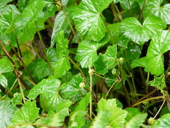 Hydrocotyle grossulariifolia