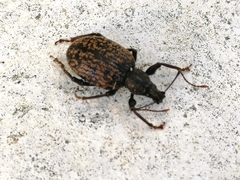 Otiorhynchus aurifer