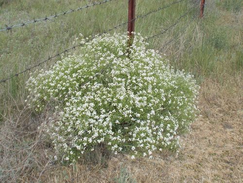 Image of Crambe Aspera (Crambe aspera) by (c) Мария Ткаченко, some rights reserved (CC BY)