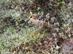 Parablennius goreensis