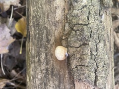 Crepidotus mollis