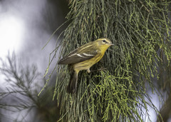 Setophaga fusca