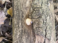 Crepidotus mollis