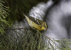 Setophaga fusca