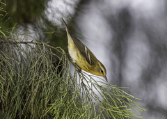 Setophaga fusca