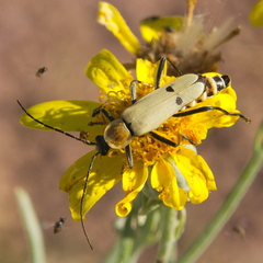 Chauliognathus misellus