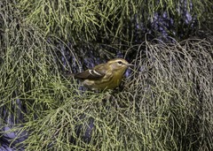 Setophaga fusca