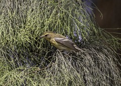 Setophaga fusca