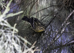 Setophaga fusca