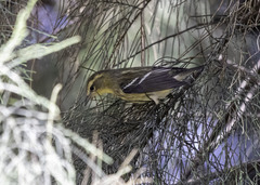 Setophaga fusca