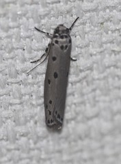 Ethmia heptasema