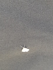 Parapoynx badiusalis