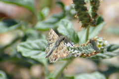 Muschampia