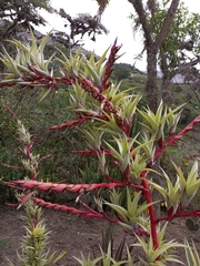 Tillandsia secunda