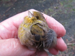 Serinus canaria domesticus
