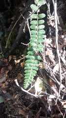 Blechnum asperum