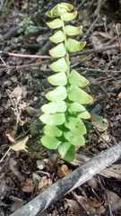 Blechnum hastatum