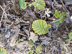 Rubus geoides