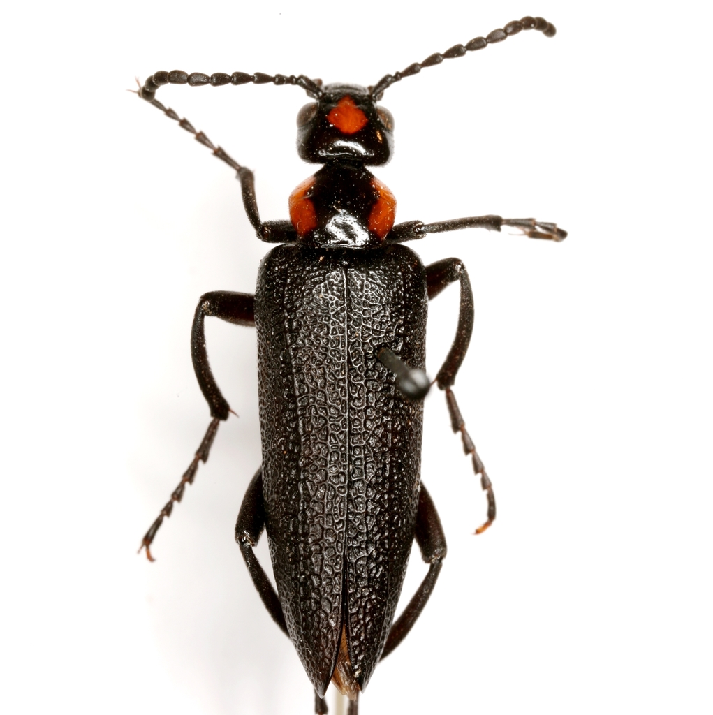 Lytta cribrata (Meloid Beetles of the United States) · BioDiversity4All