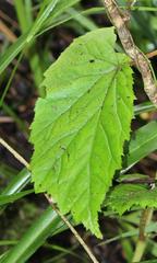 Begonia sutherlandii