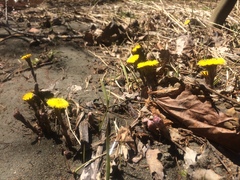 Tussilago farfara