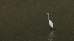 Ardea alba