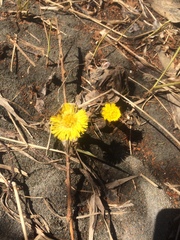 Tussilago farfara