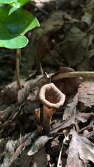 Craterellus