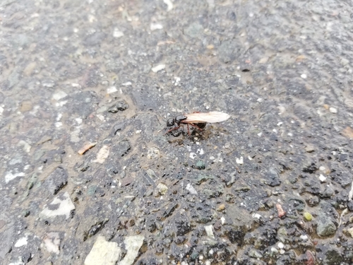 Hercules Carpenter Ant