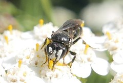 Hylaeus nigritus