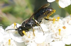 Hylaeus nigritus