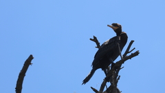 Nannopterum brasilianum