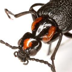 Lytta cribrata