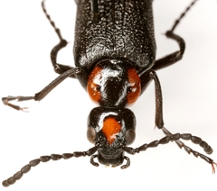 Lytta cribrata