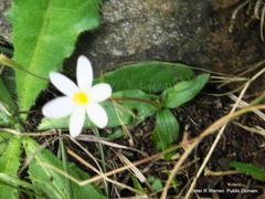 Hypoxis parvula albiflora