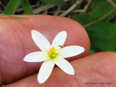 Hypoxis parvula albiflora