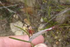 Centella virgata virgata