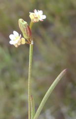 Centella virgata virgata