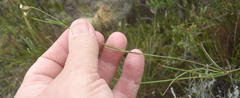 Centella virgata virgata