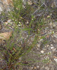 Centella virgata virgata