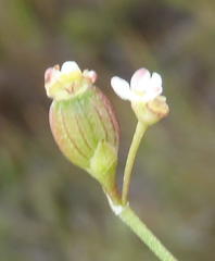 Centella virgata virgata