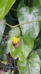 Aristolochia sempervirens