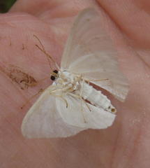 Problepsis aegretta aegretta